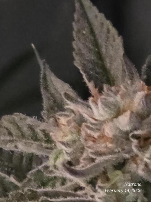 Strawberry Cadillac-Strng Seeds. Week 15