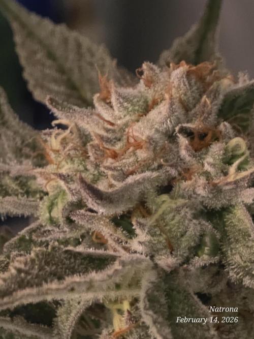 Strawberry Cadillac-Strng Seeds. Week 15