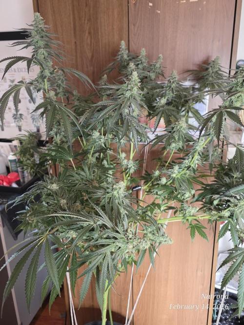 Strawberry Cadillac-Strng Seeds. Week 15