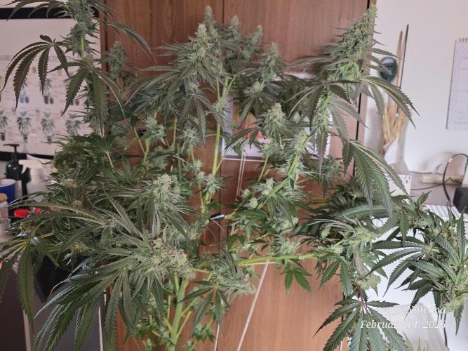 Strawberry Cadillac-Strng Seeds. Week 15