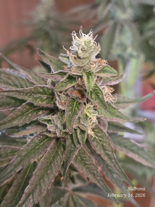 Strawberry Cadillac-Strng Seeds. Week 15