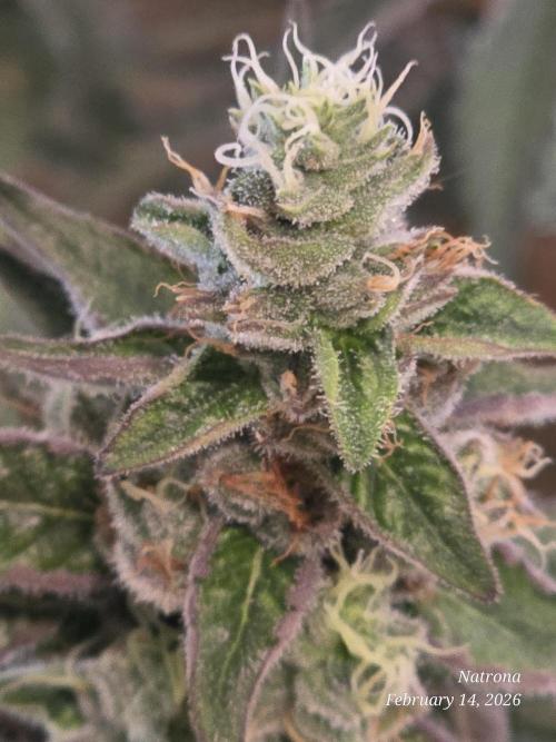 Strawberry Cadillac-Strng Seeds. Week 15