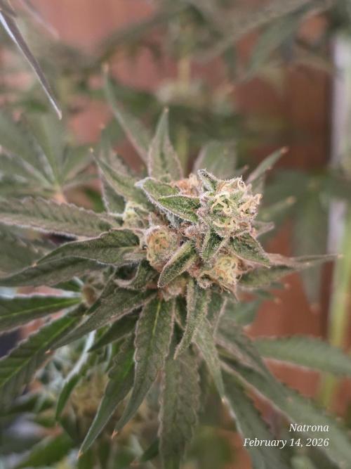 Strawberry Cadillac-Strng Seeds. Week 15