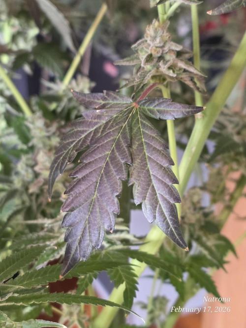 Strawberry Cadillac-Strng Seeds. Week 15