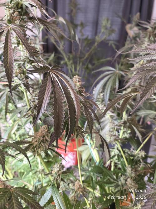 Strawberry Cadillac-Strng Seeds. Week 15 - Leaves turning red 