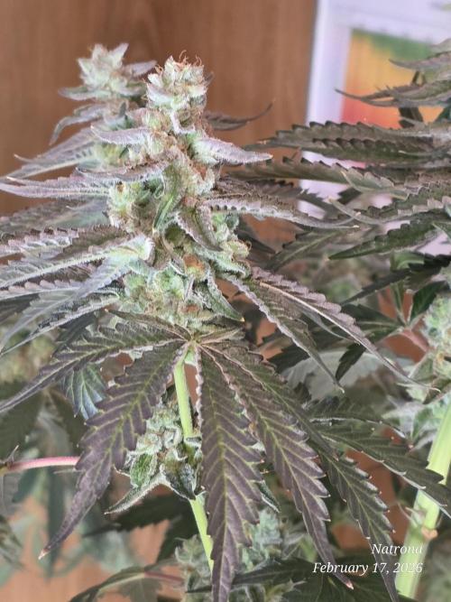 Strawberry Cadillac-Strng Seeds. Week 15