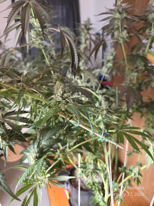 Strawberry Cadillac-Strng Seeds. Week 15