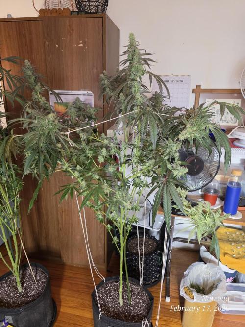 Strawberry Cadillac-Strng Seeds. Week 15