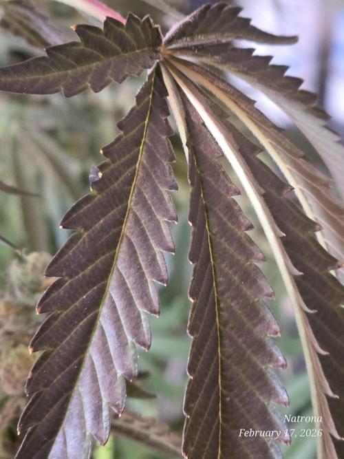 Strawberry Cadillac-Strng Seeds. Week 15