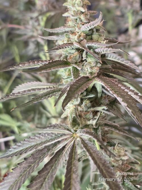 Strawberry Cadillac-Strng Seeds. Week 15