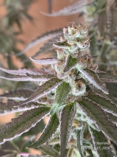 Strawberry Cadillac-Strng Seeds. Week 15