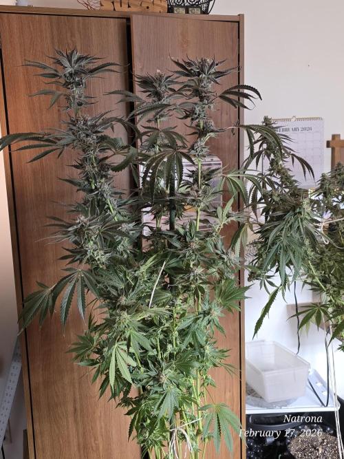 Strawberry Cadillac-Strng Seeds. Week 15