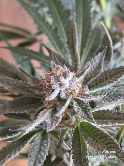 Strawberry Cadillac-Strng Seeds. Week 15