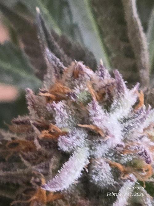 Strawberry Cadillac-Strng Seeds. Week 15