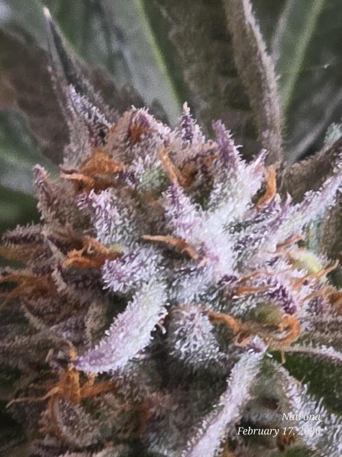 Strawberry Cadillac-Strng Seeds. Week 15