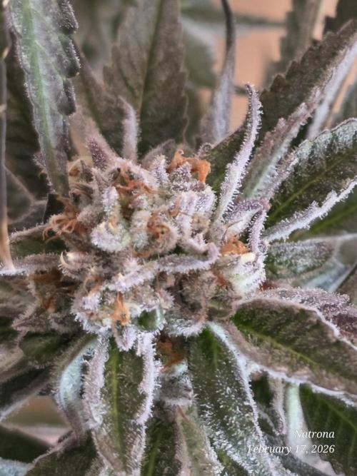 Strawberry Cadillac-Strng Seeds. Week 15