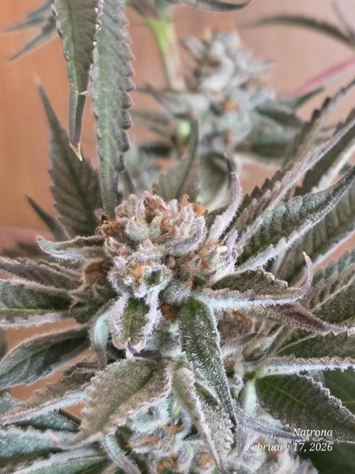 Strawberry Cadillac-Strng Seeds. Week 15