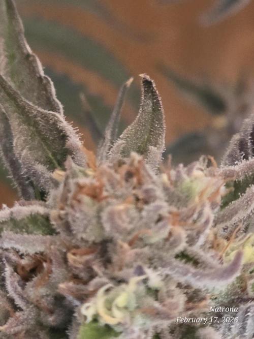 Strawberry Cadillac-Strng Seeds. Week 15