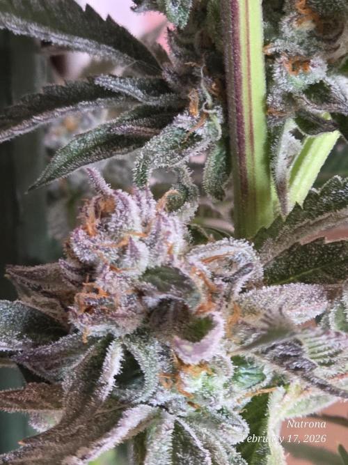 Strawberry Cadillac-Strng Seeds. Week 15