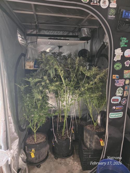 Strawberry Cadillac-Strng Seeds. Week 15