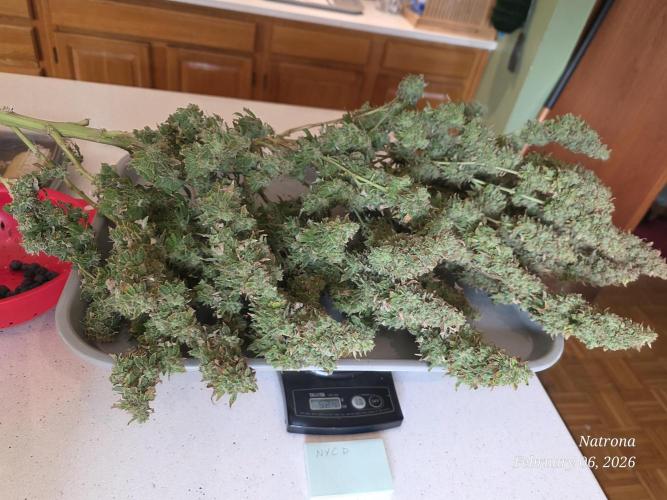 NYC Diesel (was Hey Abby). Week 21