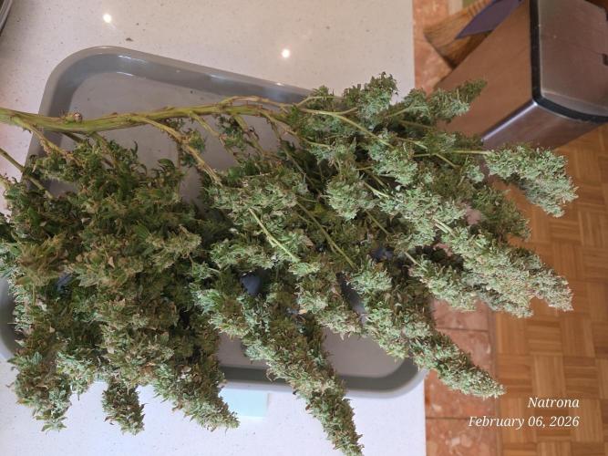 NYC Diesel (was Hey Abby). Week 21