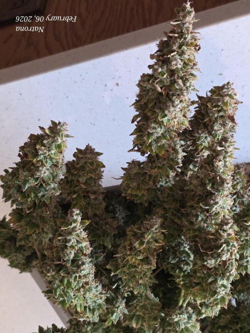 NYC Diesel (was Hey Abby). Week 21