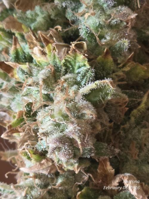 NYC Diesel (was Hey Abby). Week 21