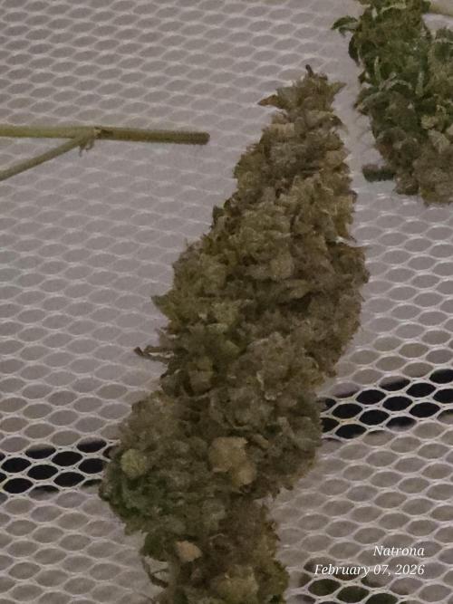 NYC Diesel (was Hey Abby). Week 21