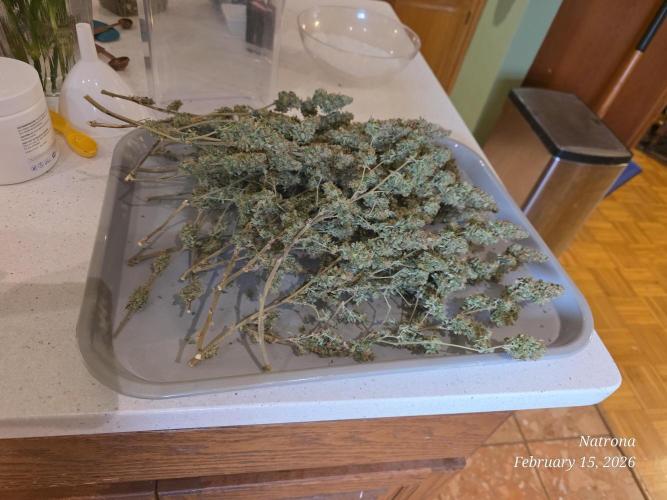 NYC Diesel (was Hey Abby). Week 21