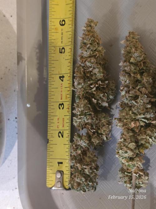 NYC Diesel (was Hey Abby). Week 21