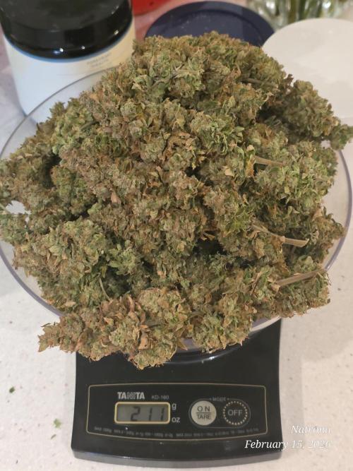 NYC Diesel (was Hey Abby). Week 21
