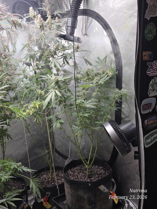 Straw-Trop Cherry Strng Seeds. Week 16