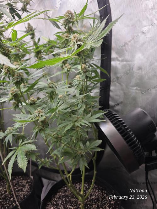 Straw-Trop Cherry Strng Seeds. Week 16 - STC 1
