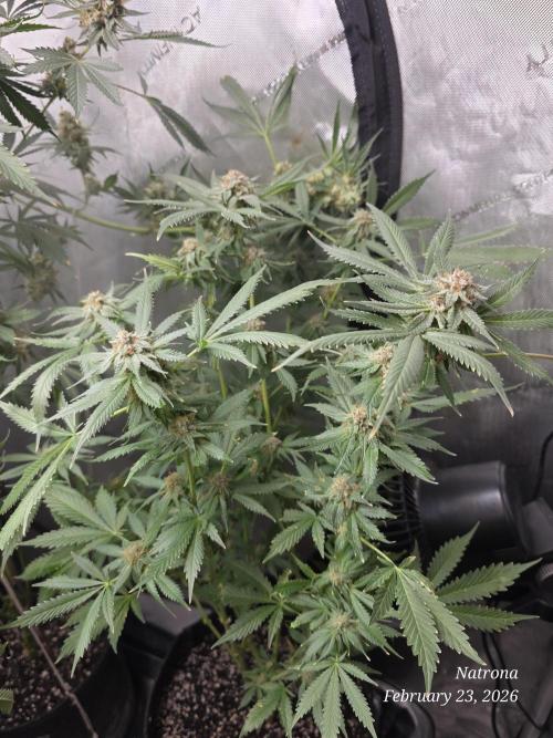 Straw-Trop Cherry Strng Seeds. Week 16