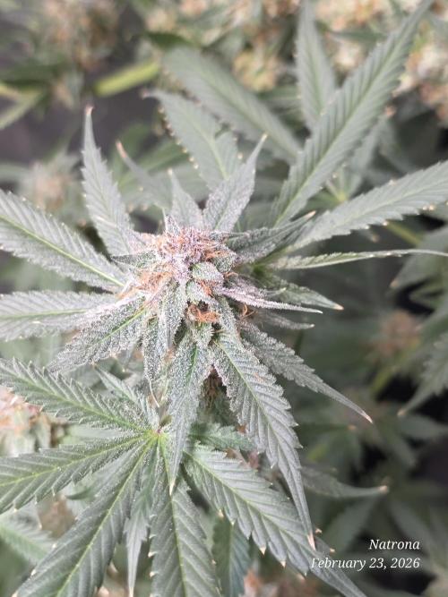 Straw-Trop Cherry Strng Seeds. Week 16