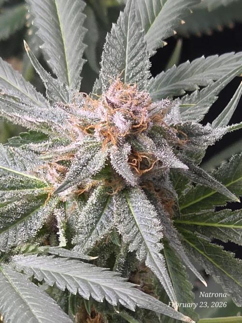 Straw-Trop Cherry Strng Seeds. Week 16