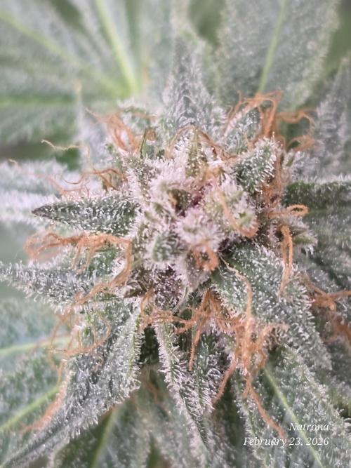 Straw-Trop Cherry Strng Seeds. Week 16