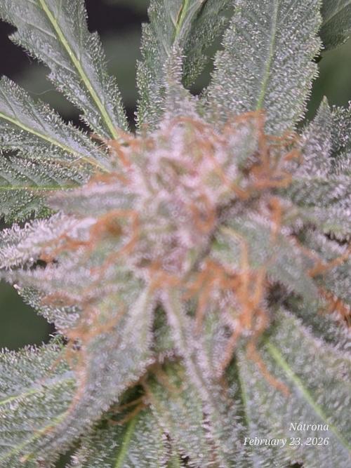 Straw-Trop Cherry Strng Seeds. Week 16