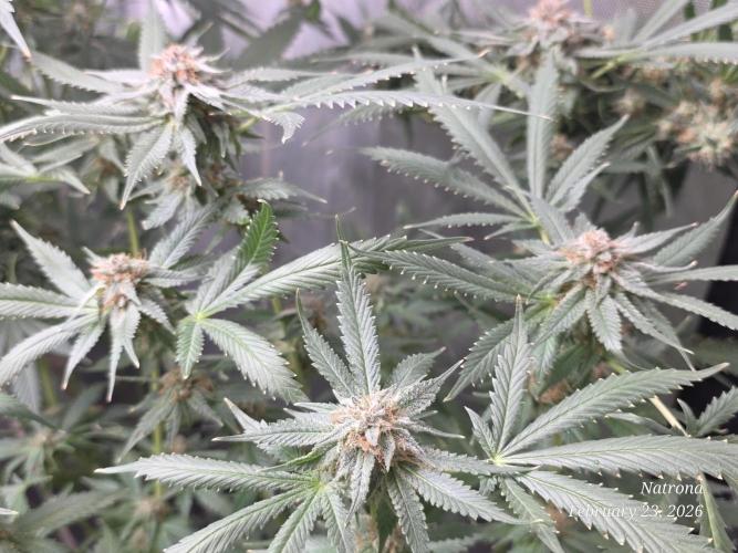 Straw-Trop Cherry Strng Seeds. Week 16