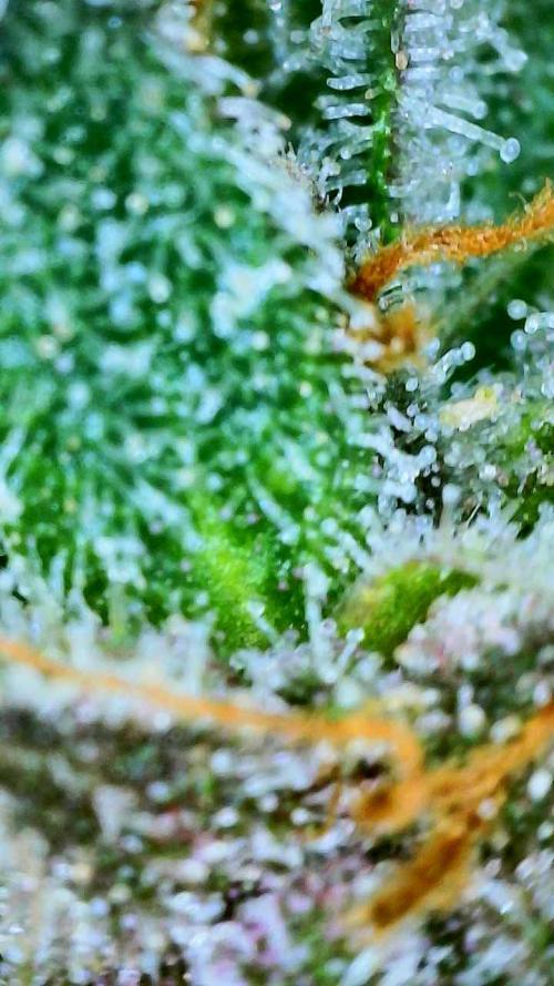 Straw-Trop Cherry Strng Seeds. Week 16