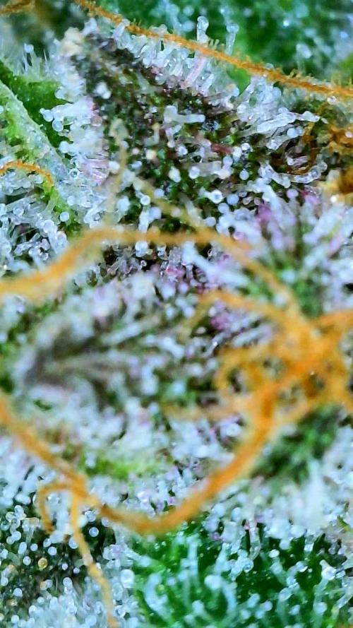 Straw-Trop Cherry Strng Seeds. Week 16