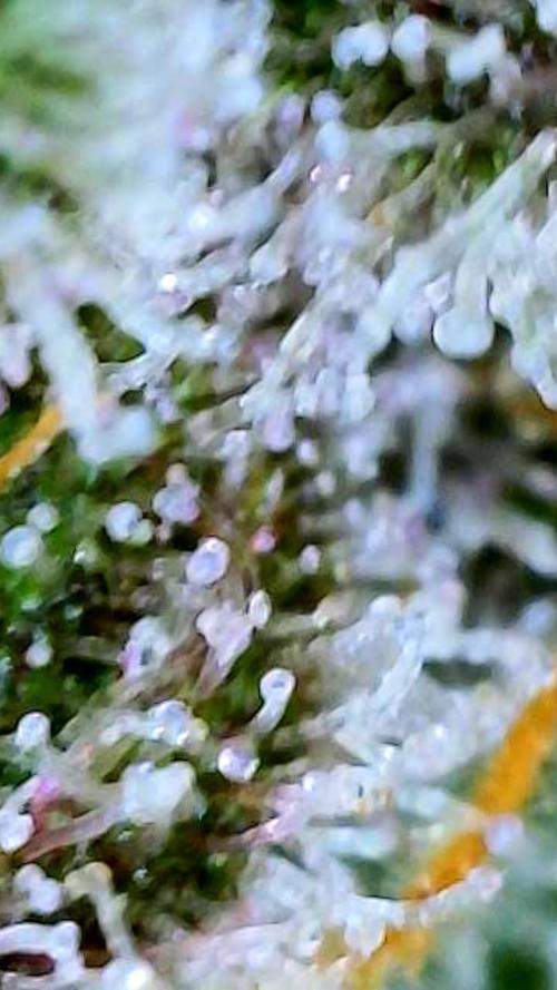 Straw-Trop Cherry Strng Seeds. Week 16