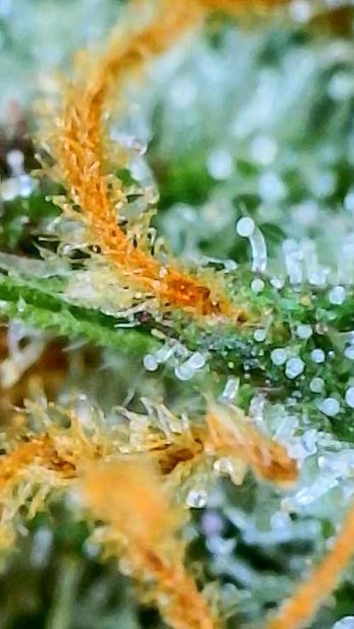 Straw-Trop Cherry Strng Seeds. Week 16