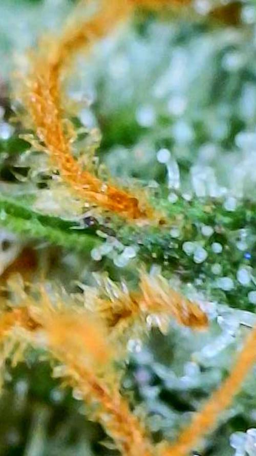 Straw-Trop Cherry Strng Seeds. Week 16
