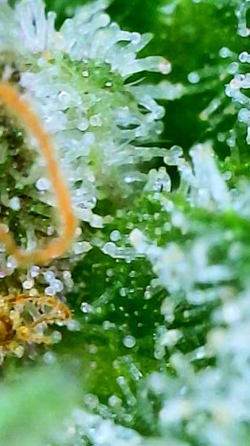 Straw-Trop Cherry Strng Seeds. Week 16