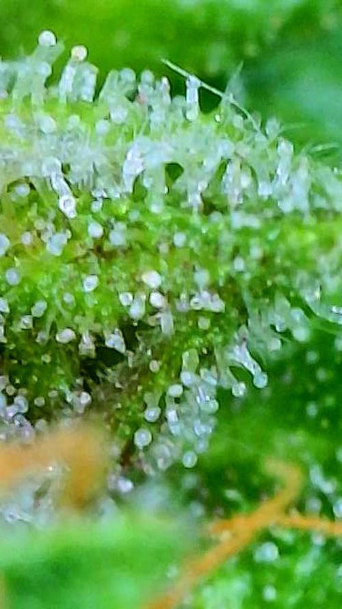 Straw-Trop Cherry Strng Seeds. Week 16