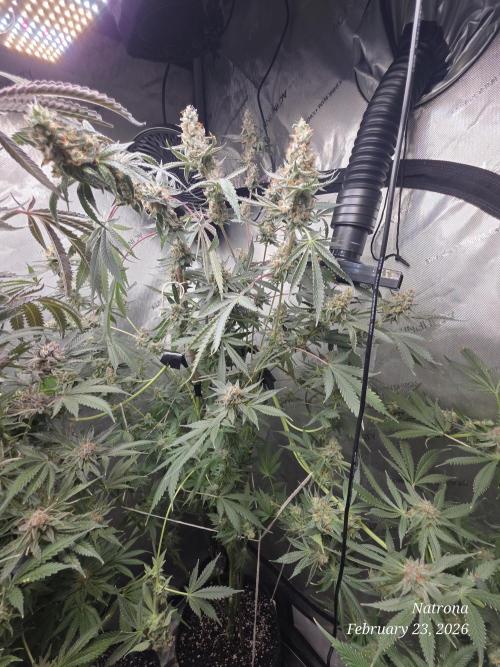 Straw-Trop Cherry Strng Seeds. Week 16 - STC2
