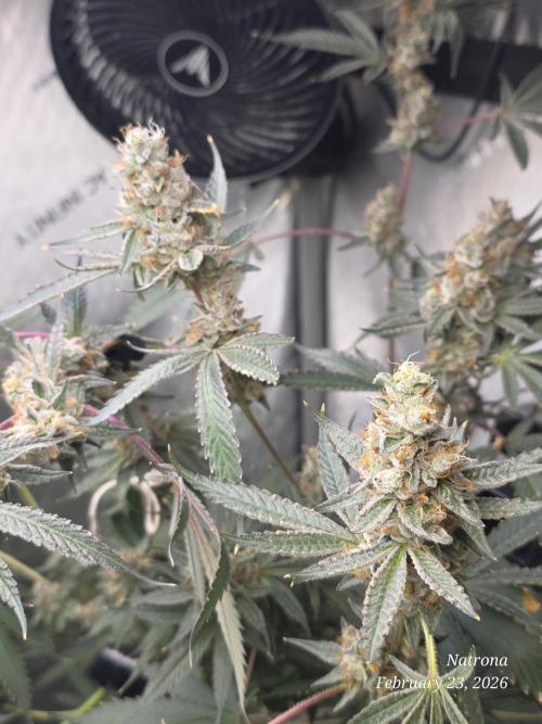 Straw-Trop Cherry Strng Seeds. Week 16