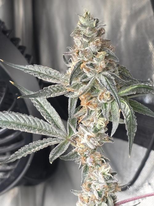 Straw-Trop Cherry Strng Seeds. Week 16